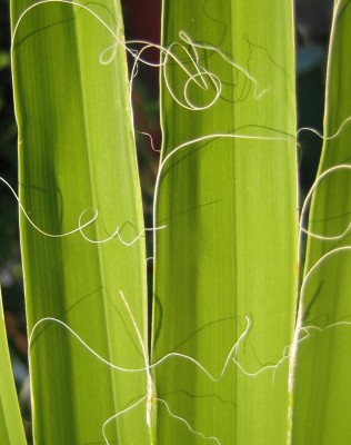 Bild green24 098.jpg