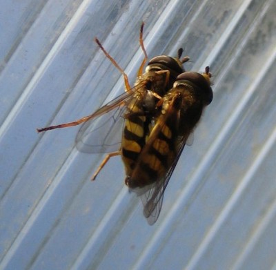 Bild green24 090.jpg