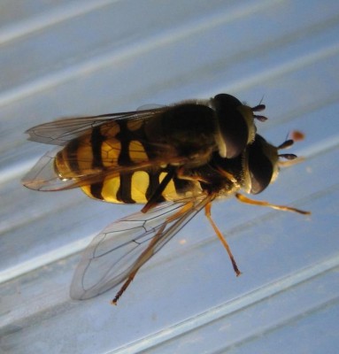 Bild green24 091.jpg