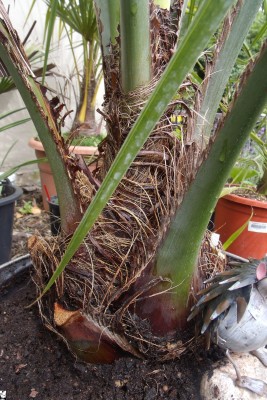 Butia capitata.a.jpg