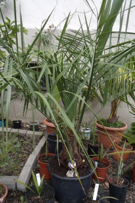 Butia capitata.jpg