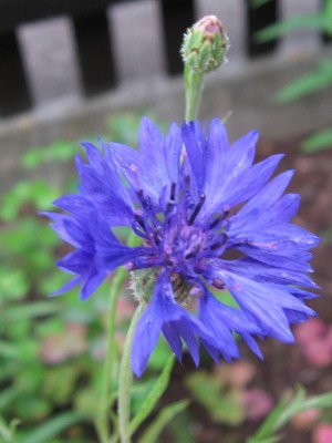 IMG_1826.JPG