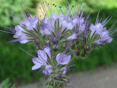 IMG_1851.JPG
