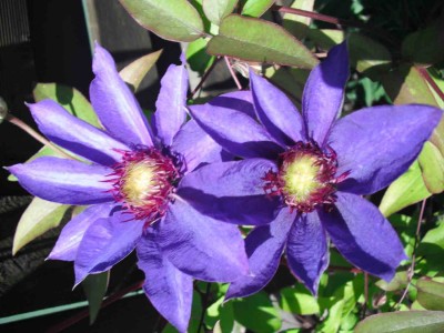 Clematis 'Multi Blue'.jpg