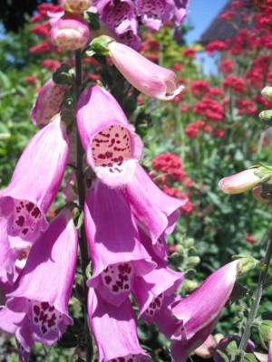Rotblühender Fingerhut - Digitalis purpurea.jpg