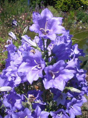 Pfirsichblättrige Beet-Glockenblume - Campanula persicifolia 'Grandiflora Caerulea'.jpg
