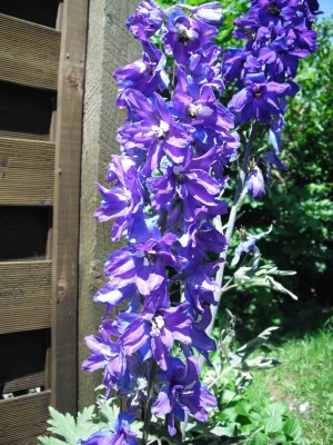 Hoher Garten-Rittersporn - Delphinium elatum 'Christel'.jpg