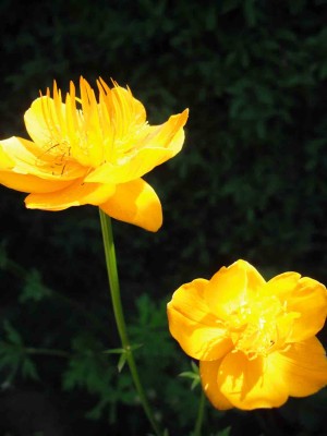 Garten-Trollblume - Trollius chinensis 'Golden Queen'_1.jpg