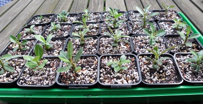 Adenium_Einzelt.II.jpg