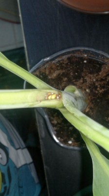 Musella lasiocarpa 1.jpg