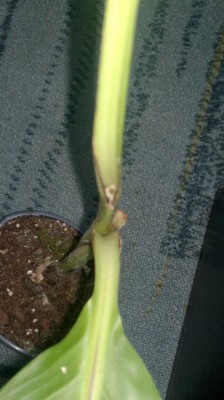 Musa sikkimensis 1.jpg