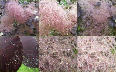 Perückenstrauch im Regen.JPG