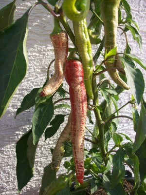 Chili_05.07.11_2.jpg