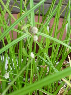 P1010313 - Kopie (800x600).jpg