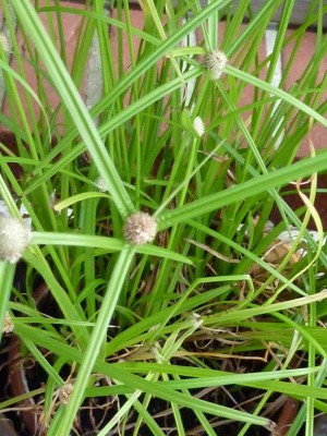 P1010310 - Kopie (800x600).jpg