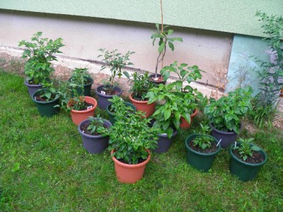 Chilisammlung 1.JPG