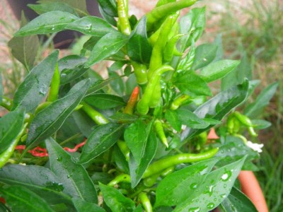 Geschenkte Chili.JPG