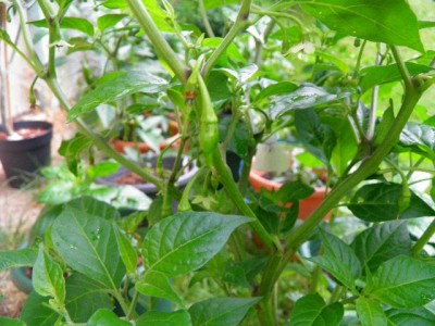 Billa Chili.JPG