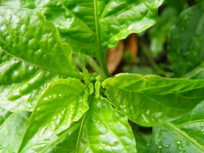 Bhut jolokia Blüte 7.JPG