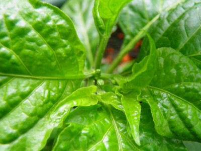 Bhut Jolokia Blüte 6.JPG