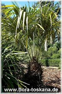 rhapidophyllum_hystrix_1_-_221006.jpg