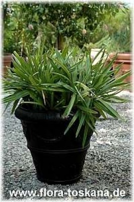 rhapidophyllum_hystrix_3_-_010806.jpg