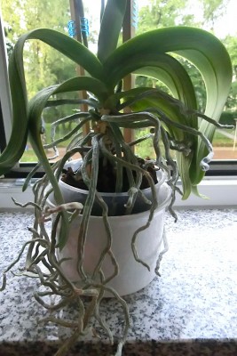 Orchidee.jpg
