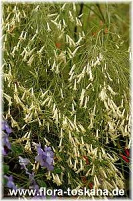 russelia_equisetiformis_1_-_150507.jpg