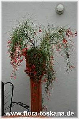 russelia_equisetiformis_1_020605.jpg