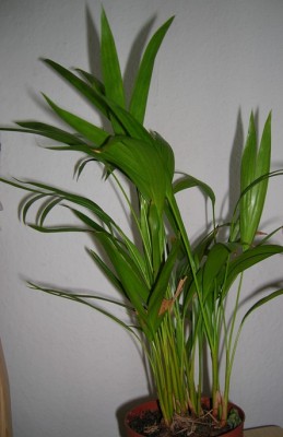 steckenpalme.JPG