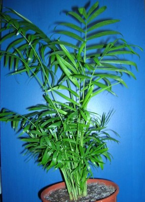 bergpalme.JPG
