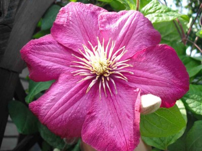 Clematis 'Rouge Cardinal'_1.jpg