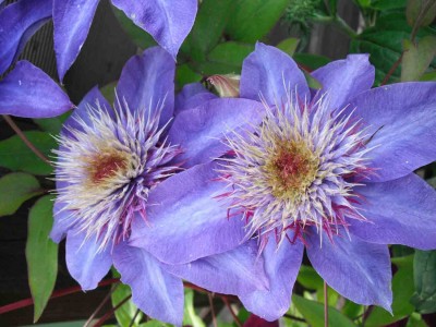 Clematis 'Multi Blue'_4.jpg