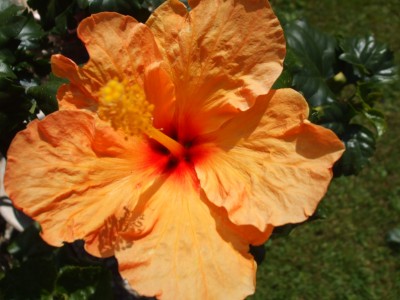 DSCF0178.JPG