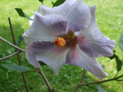 DSCF0177.JPG