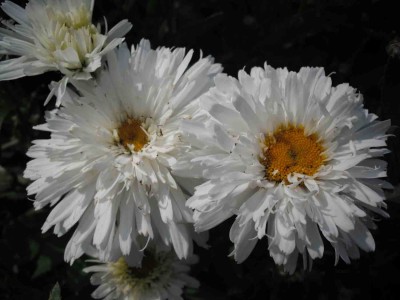 Großblumige Garten-Margerite - Leucanthemum superbum 'Fransenrock'.jpg