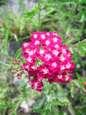 Garten-Schaf-Garbe - Achillea millefolium 'Cassis'.jpg