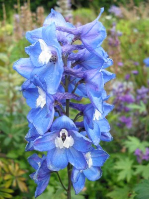 Garten-Rittersporn - Delphinium cultorum 'Magic Fountains Himmelblau'.jpg