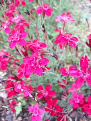 Garten-Heide-Nelke - Dianthus deltoides 'Leuchtfunk'.jpg