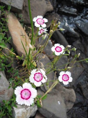 Garten-Heide-Nelke - Dianthus deltoides 'Arctic Fire'_2.jpg