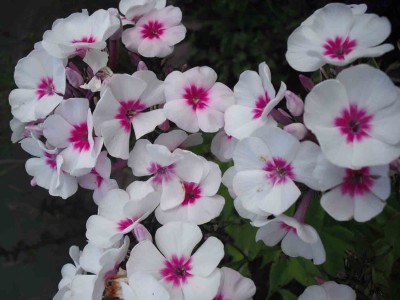 Garten-Flammenblume - Phlox cultorum 'Swizzle'.jpg