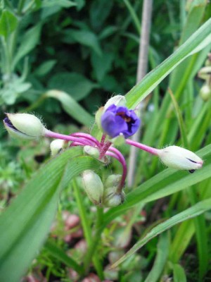 Garten-Dreimasterblume - Tradescantia andersoniana 'Blaue Jungs'.jpg