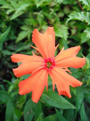 Feuerrote Garten-Lichtnelke - Lychnis x haageana.jpg