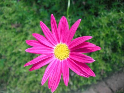 Bunte Garten-Margerite - Tanacetum coccineum 'Brenda'.jpg