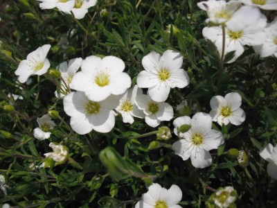 Berg-Sandkraut - Arenaria montana.jpg