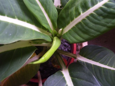 schööööön 480.jpg