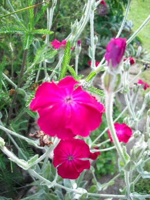 Vixier-Nelke - Lychnis coronaria.jpg