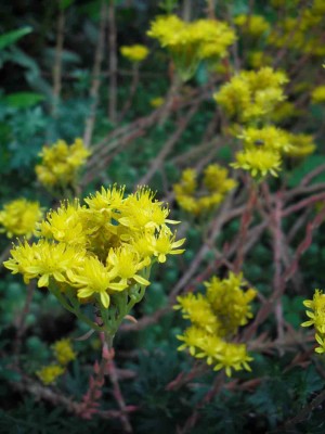 Tripmadam blaugrau - Sedum reflexum ‘Glaucum’.jpg