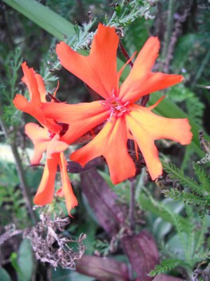 Orangerote Lichtnelke - Lychnis arkwrighitii 'Vesuvius'.jpg