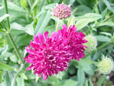 Mazedonische Witwenblume - Knautia macedonica 'Mars Midget'_1.jpg